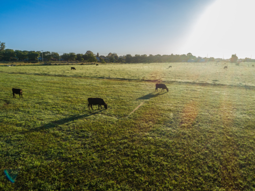 Black cattle grazing in dewy green farm paddock in early morning sunlight from aerial view - Australian Stock Image