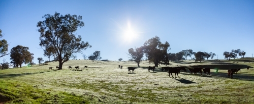 Black cattle in paddock on cold winter morning - Australian Stock Image