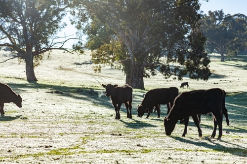 Black cattle in paddock on cold winter morning - Australian Stock Image