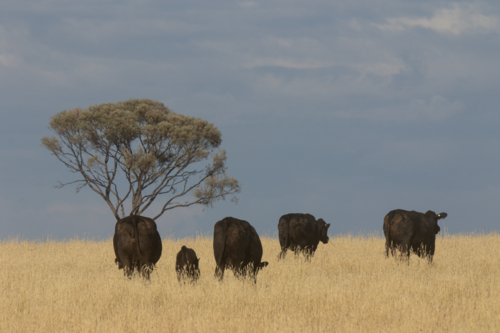 Black cattle walking through golden grass past a boree tree - Australian Stock Image