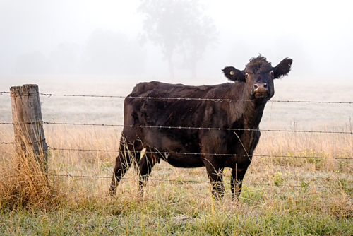 Black cow standing behind a barbed wire fence in morning fog - Australian Stock Image
