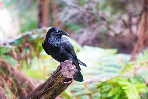Black crow sitting on branch in parkland - Australian Stock Image