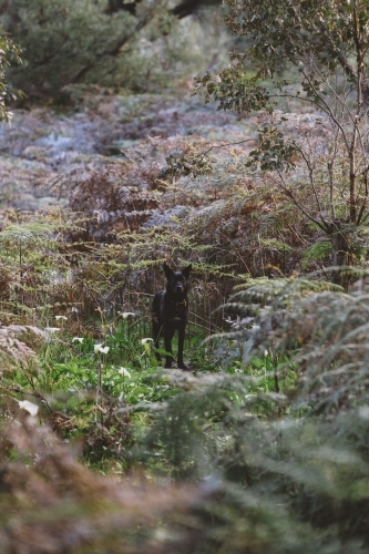 Black dog in bush undergrowth - Australian Stock Image