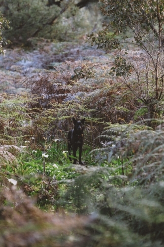 Black dog in bush undergrowth