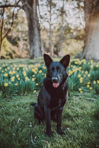 Black dog sitting in a field of daffodils