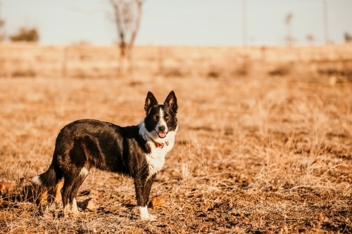 Black dog standing in paddock - Australian Stock Image