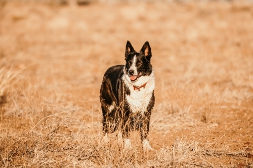 black dog standing in the grass - Australian Stock Image