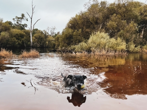 Black Dog swimming in river flood waters with bush background - Australian Stock Image