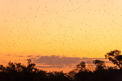 Black flying foxes flying over remote town at dusk