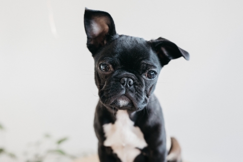 Black french bulldog - Australian Stock Image