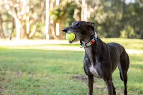 Black greyhound dog playing in park holding tennis ball in mouth - Australian Stock Image