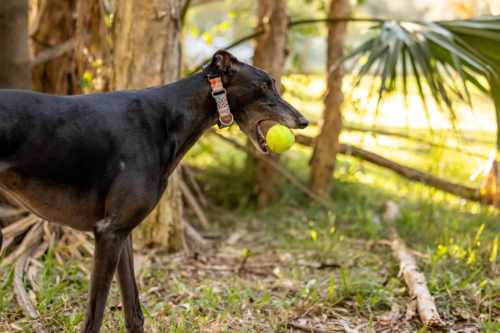 Black greyhound dog playing in park holding tennis ball in mouth - Australian Stock Image