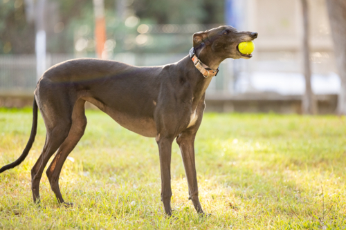 Black greyhound dog playing in park holding tennis ball in mouth - Australian Stock Image