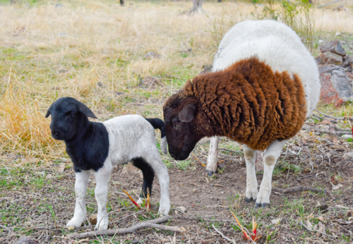 Black Headed Dorper Lamb and mother - Australian Stock Image