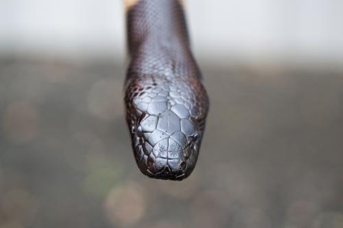 black headed python above view