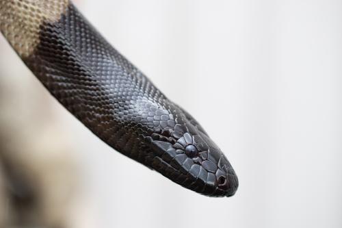 black headed python close-up