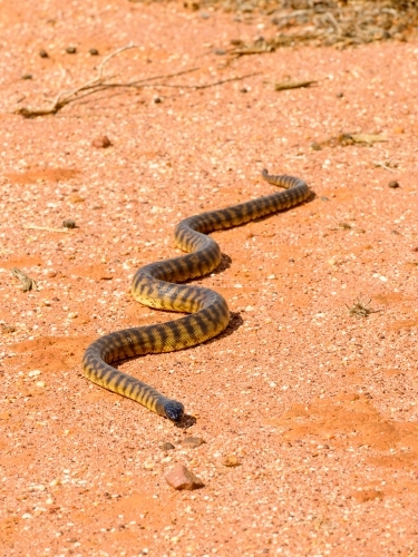 Black headed python on desert sand - Australian Stock Image
