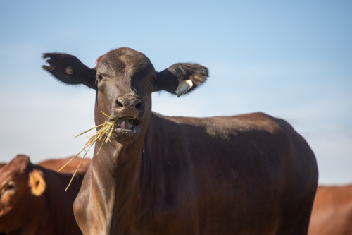 Black heifer eating hay - Australian Stock Image