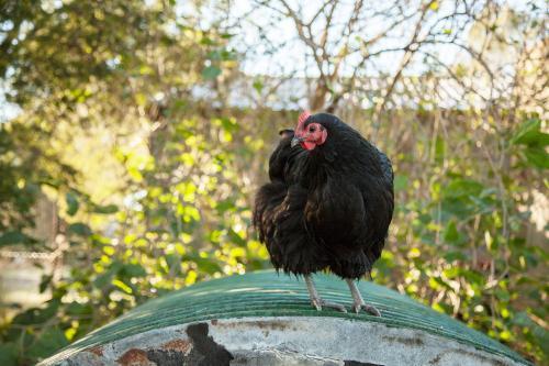 Black hen standing on the side of an old water tank - Australian Stock Image