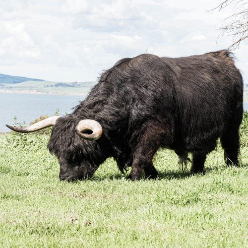 black highland bull with large horns grazing