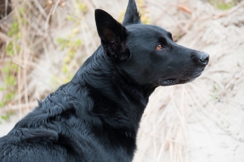 black kelpie - Australian Stock Image
