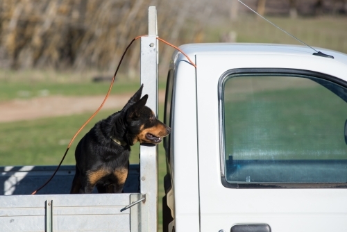Black kelpie dog on the back of a ute looking  forward
