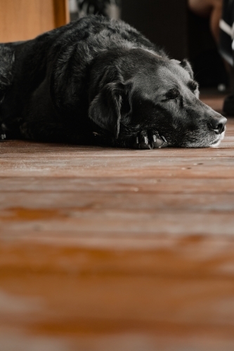 Black Labrador x Kelpie resting on an outdoor timber deck - Australian Stock Image
