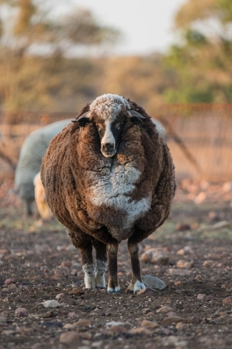 Black merino sheep - Australian Stock Image