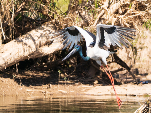 Black-necked stork landing with wings spread above shallow water - Australian Stock Image
