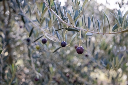 Black olives on tree branch - Australian Stock Image