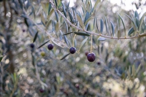 Black olives on tree branch