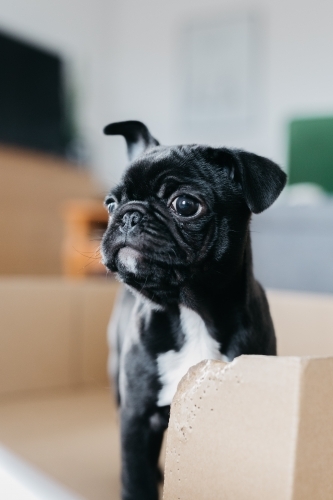 Black puppy standing inside a cardboard box - Australian Stock Image