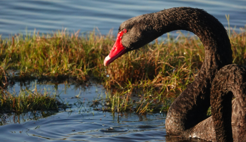 Black Swan - Australian Stock Image
