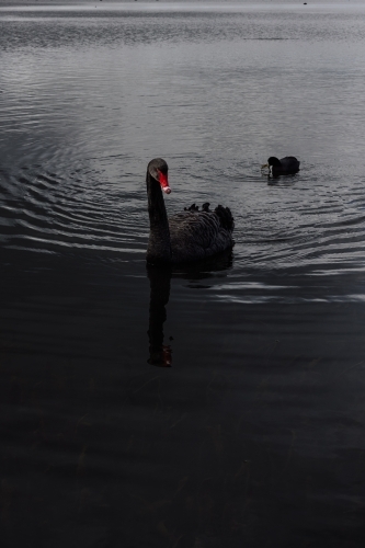 Black Swan on Lake - Australian Stock Image