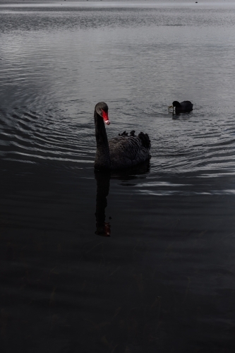 Black Swan on Lake