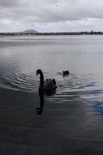 Black Swan on Lake Wendouree - Australian Stock Image