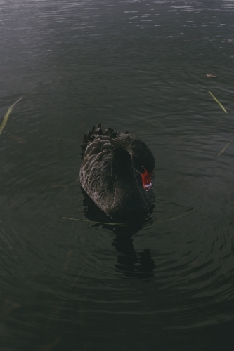 Black Swan on Lake Wendouree - Australian Stock Image