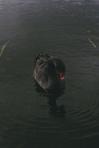 Black Swan on Lake Wendouree