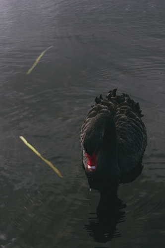 Black Swan on Lake Wendouree - Australian Stock Image