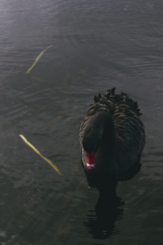 Black Swan on Lake Wendouree