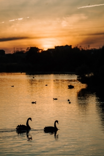 Black Swan Silhouette - Australian Stock Image
