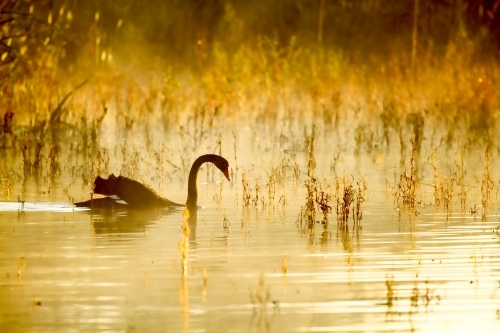 Black Swan swims on lake with foggy golden light.