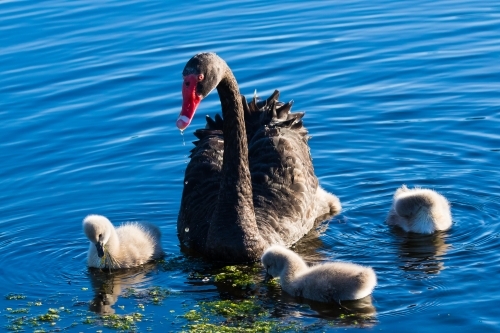 Black swan with cygnets - Australian Stock Image