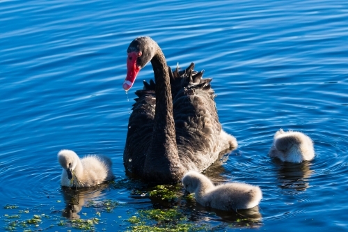 Black swan with cygnets