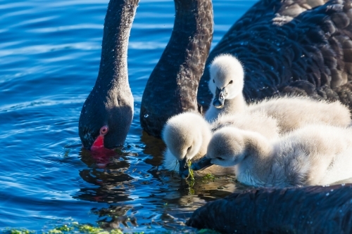 Black Swan with cygnets - Australian Stock Image