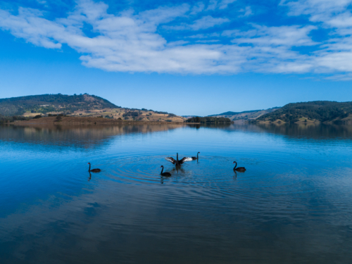 Black swans gracefully swimming on blue water of Lake St Clair in the Hunter Valley - Australian Stock Image