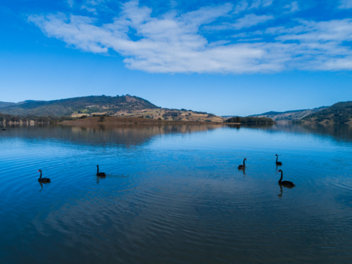 Black swans gracefully swimming on blue water of Lake St Clair in the Hunter Valley - Australian Stock Image