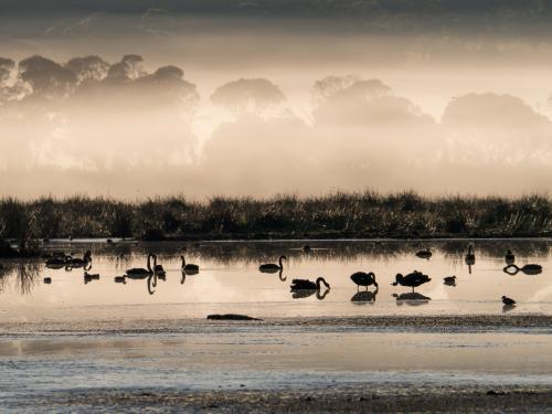 Black swans on a misty lake