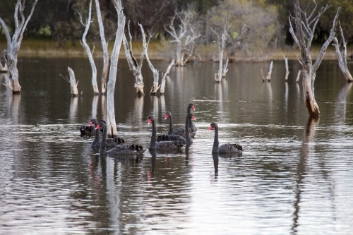 Black swans on lake with dead trees - Australian Stock Image