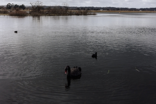 Black Swans on Winter Lake